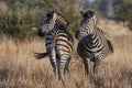 Two zebras on the African savannah Royalty Free Stock Photo