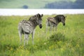 Two zebras alongside a lake