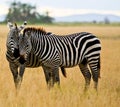 Two zebras in Amboseli