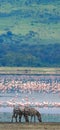 Two zebras in the background flamingo. Kenya. Tanzania. National Park. Serengeti. Maasai Mara. Royalty Free Stock Photo