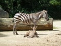 Zebras in the zoo Germany. Mom and the kid. Royalty Free Stock Photo