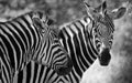 Two zebras in black and white facing the camera in Game Park in South Africa