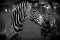 Black and white image of two zebras