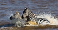 Two Zebras crossing a river. Kenya. Tanzania. National Park. Serengeti. Maasai Mara. Royalty Free Stock Photo