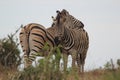 Two zebras cuddling on meadow in nature