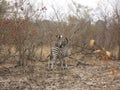 Two zebras cuddling together