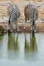 Two zebras drinking at a waterhole Royalty Free Stock Photo