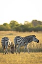 Vertical portrait of two adult zebra females grazing in golden yellow light in Moremi Okavango Delta Royalty Free Stock Photo