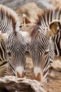 Two zebras eating together
