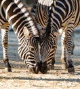 Two zebras eating together Royalty Free Stock Photo