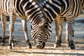 Two zebras eating together Royalty Free Stock Photo