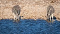 Two zebras  Equus Burchelli drinking at the Okaukuejo waterhole, Etosha National Park, Namibia. Royalty Free Stock Photo