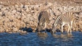 Two zebras  Equus Burchelli drinking at the Okaukuejo waterhole, Etosha National Park, Namibia. Royalty Free Stock Photo