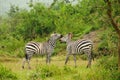 Zebras (Equus quagga) playing with each other in the wild in Africa