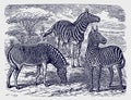 Two zebras equus zebra and one extinct quagga standing in an african savanna woodland landscape