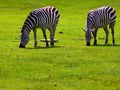 Two Zebras Grazing Royalty Free Stock Photo