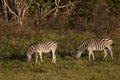 Two zebras Royalty Free Stock Photo