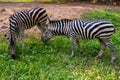 Two zebras are grazing and eating grass in a grassy field Royalty Free Stock Photo