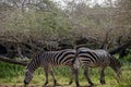 Two zebras grazing on a green meadow Royalty Free Stock Photo