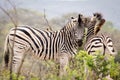 Two zebras Royalty Free Stock Photo