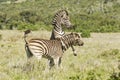 Two zebras jumping and playing Royalty Free Stock Photo