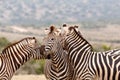 Two Zebras kissing behind the other Zebra