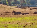 Two zebras leying down. High quality photo