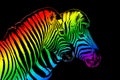 Two zebras LGBTQ community rainbow flag colors striped pattern black background isolated closeup, abstract LGBT couple, pride sign