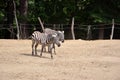 Two zebras in local zoo walking in summer photography Royalty Free Stock Photo