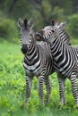 Two zebras looking at the camera Royalty Free Stock Photo