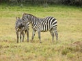 Two zebras in love