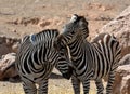 Two zebras in love Royalty Free Stock Photo