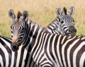 Two zebras, masai mara, kenya Royalty Free Stock Photo