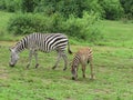 two zebras in the meadow Royalty Free Stock Photo