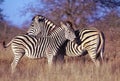 Two zebras, mother & baby