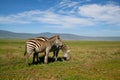 Two zebras in Ngorongoro crater Royalty Free Stock Photo