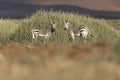 Two zebras in Palmwag concession.