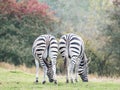 Two zebras, photographed from behind at Port Lympne Safari Park, Ashford Kent UK. The Kent countryside in autumn in background.s