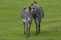 Two zebras playing