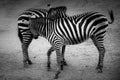 Two zebras playing in black and white Royalty Free Stock Photo