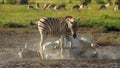 Two Zebras playing in the dust Royalty Free Stock Photo