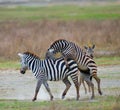 Two zebras playing with each other. Kenya. Tanzania. National Park. Serengeti. Maasai Mara.