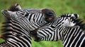 Two zebras playing with each other. Kenya. Tanzania. National Park. Serengeti. Maasai Mara.