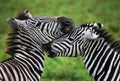 Two zebras playing with each other. Kenya. Tanzania. National Park. Serengeti. Maasai Mara. Royalty Free Stock Photo