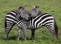 Two zebras playing with each other. Kenya. Tanzania. National Park. Serengeti. Maasai Mara. Royalty Free Stock Photo