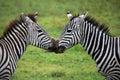 Two zebras playing with each other. Kenya. Tanzania. National Park. Serengeti. Maasai Mara.