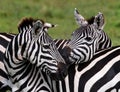 Two zebras playing with each other. Kenya. Tanzania. National Park. Serengeti. Maasai Mara.
