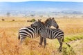 Two zebras playing with each other at South Africa Royalty Free Stock Photo