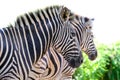 Two zebras playing with each other