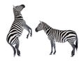 Two zebras playing. Royalty Free Stock Photo